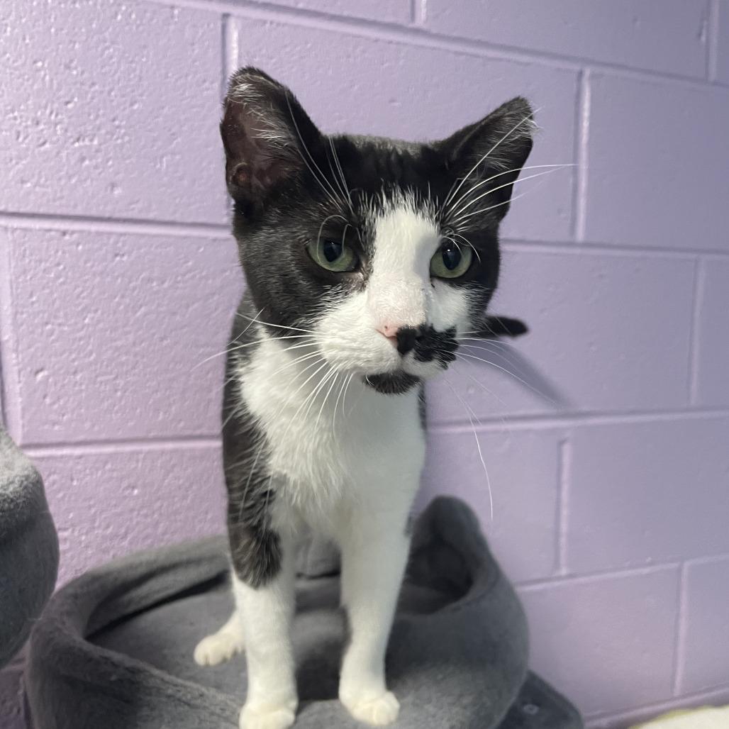 Kida, a Adoptable Domestic Short Hair in South Haven, MI image 4/5