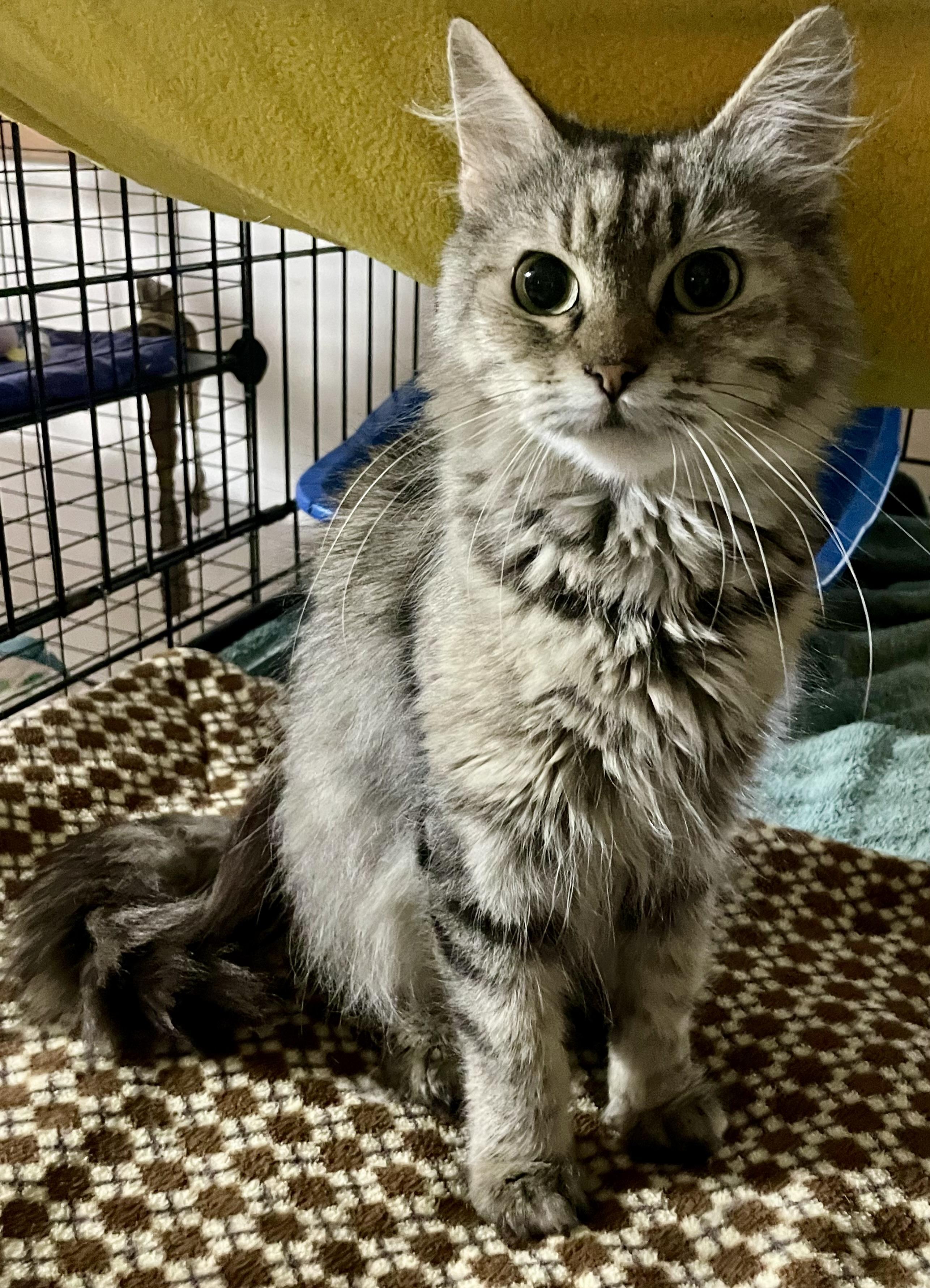 Simone