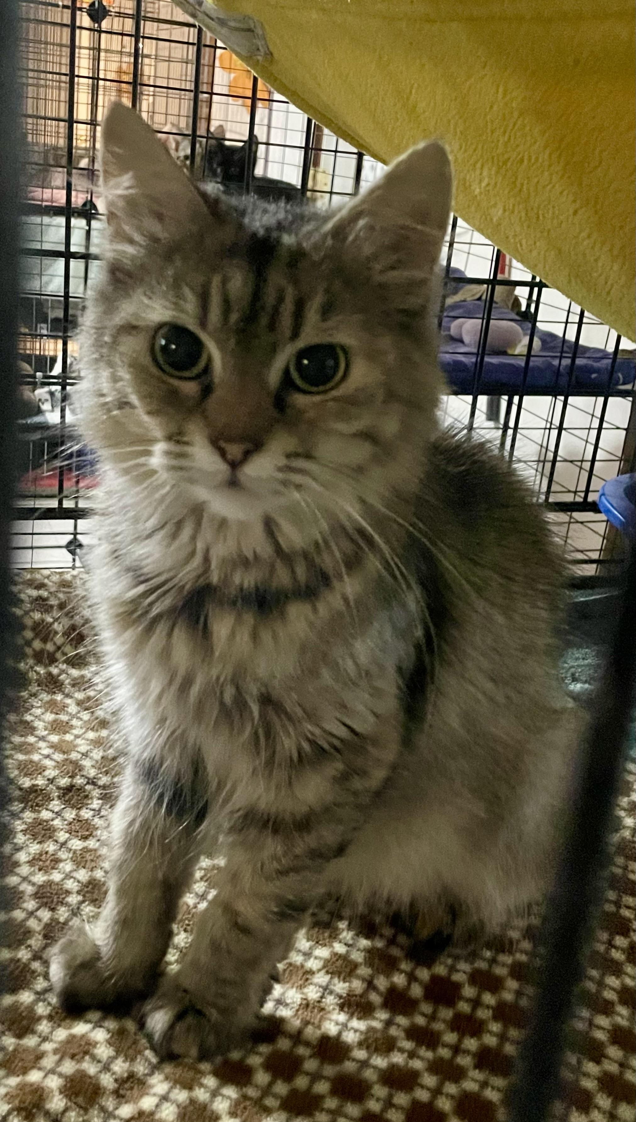 Simone