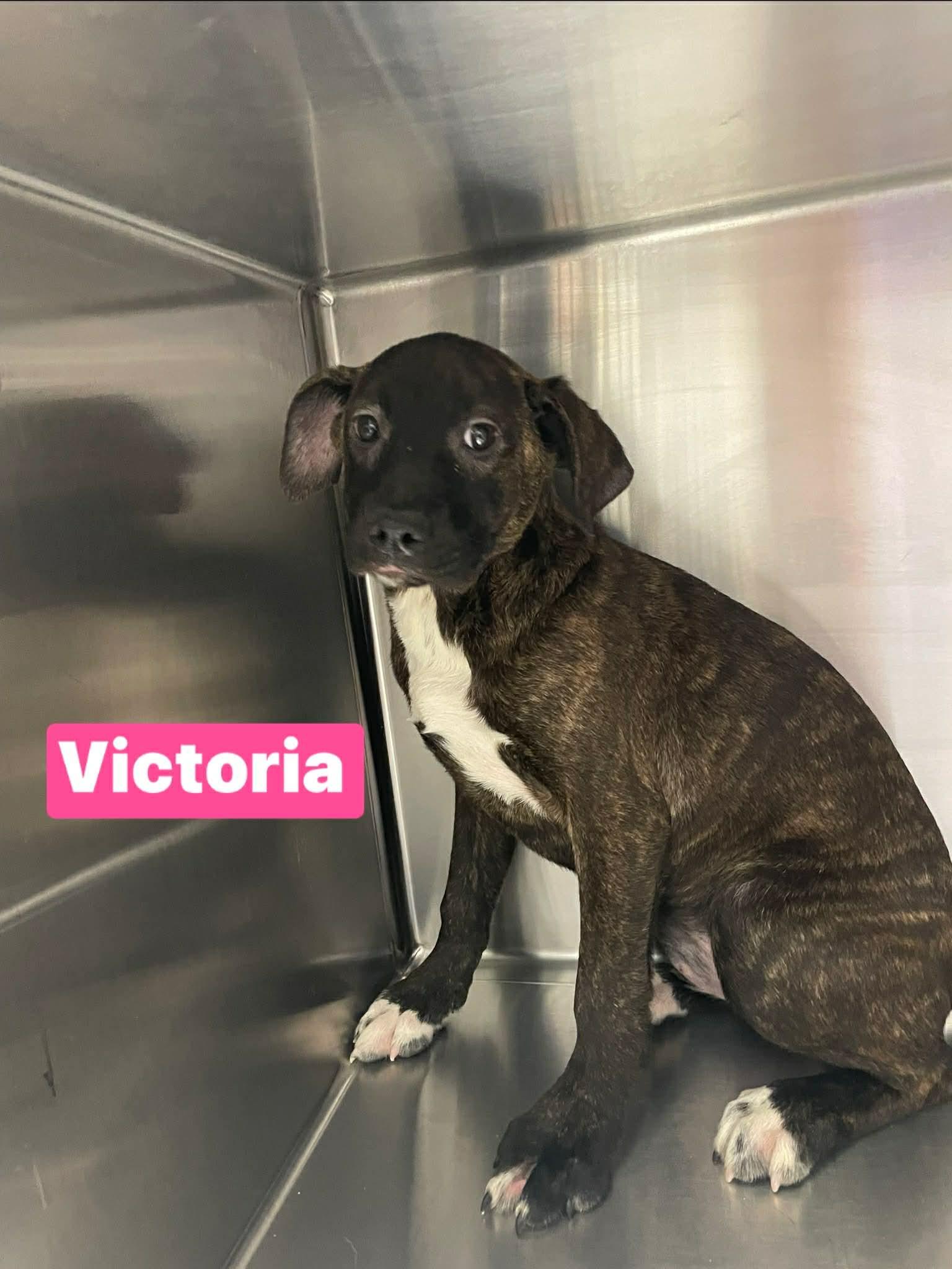 Enlarge Victoria , a Adoptable mixed breed in Totowa, NJ image 1/1