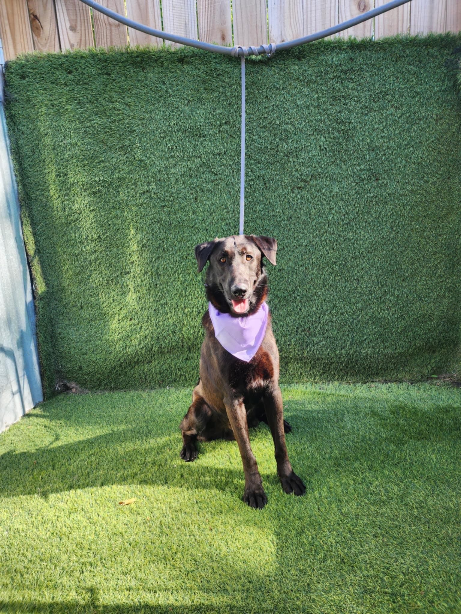 Shadow — thumbnail 6