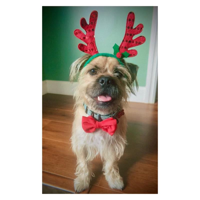 Enlarge Bennie, a ADOPTABLE Terrier in Agua Dulce, CA image 1/1