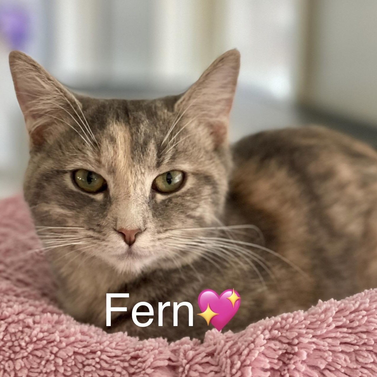 Fern, Young Female Dilute Tortoiseshell