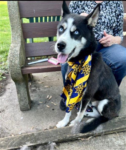 Siberian Husky, a Adoptable Siberian Husky in Mount Laurel, NJ image 1/3