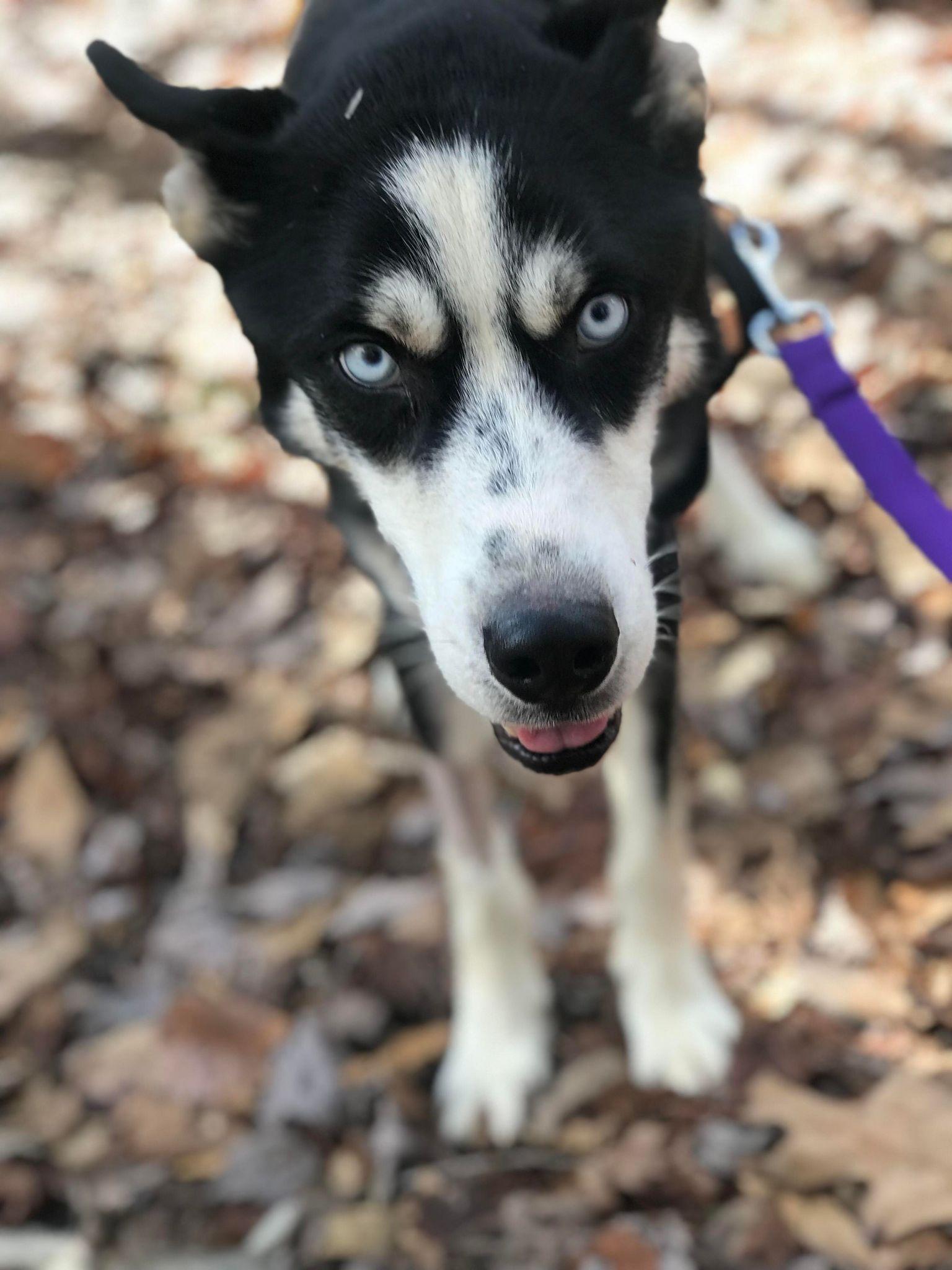 Siberian Husky thumbnail 2