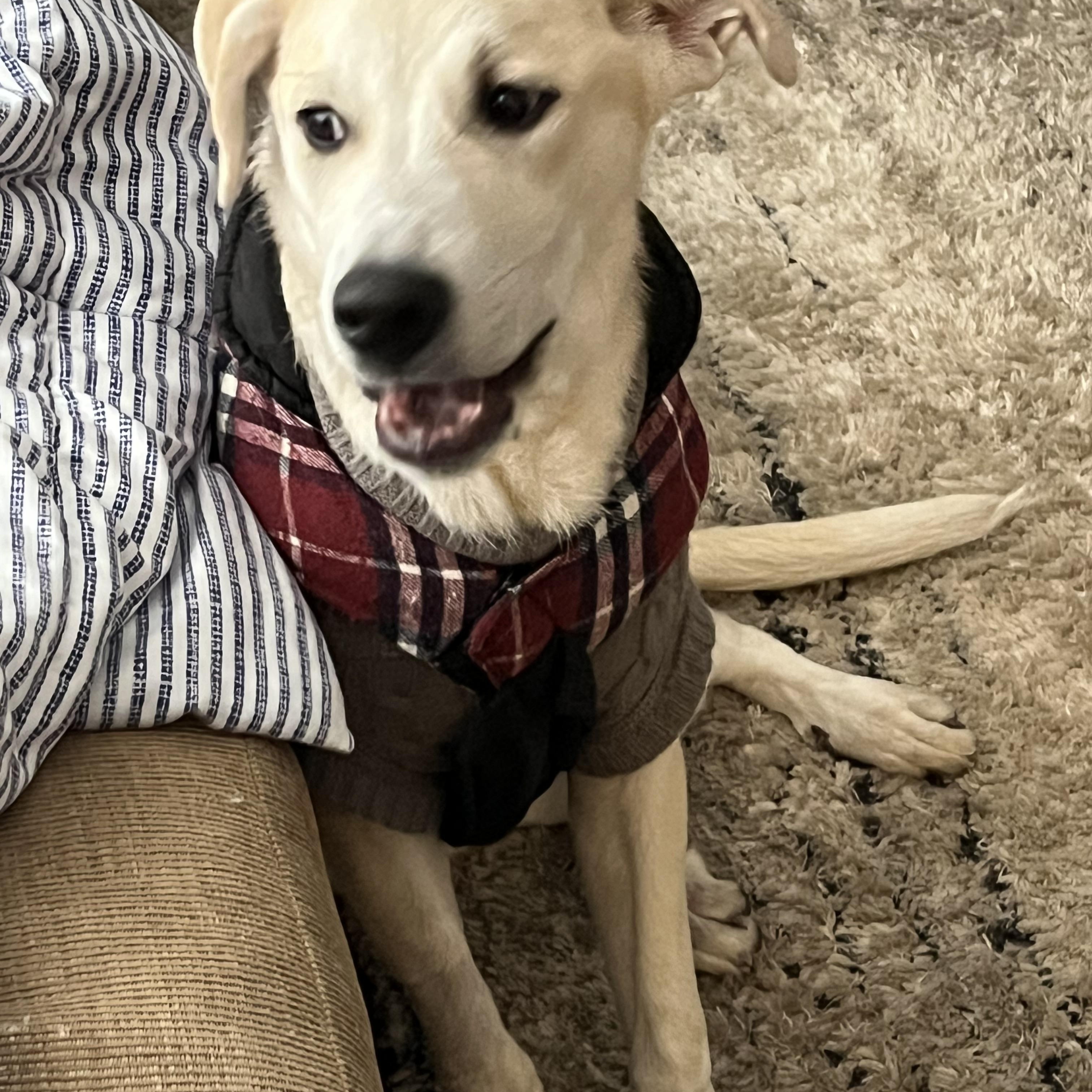 Enlarge Eddie, a ADOPTABLE mixed breed in Brentwood, TN image 2/5