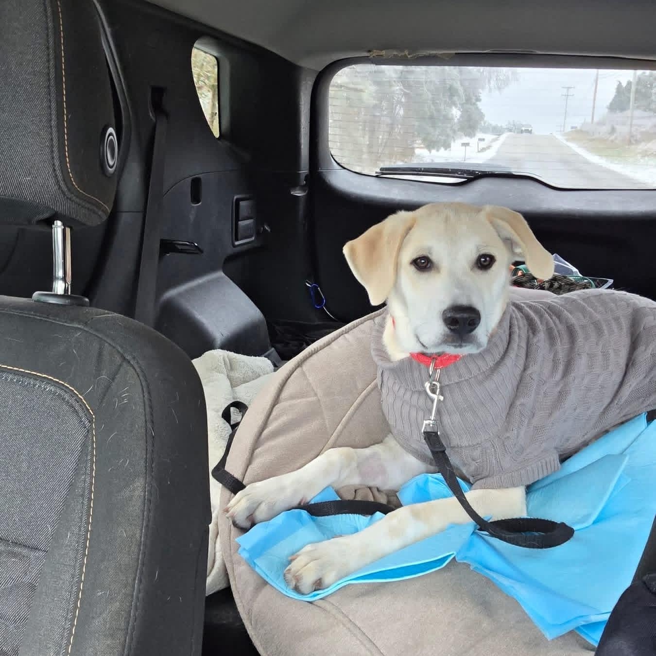 Enlarge Eddie, a ADOPTABLE mixed breed in Brentwood, TN image 3/5