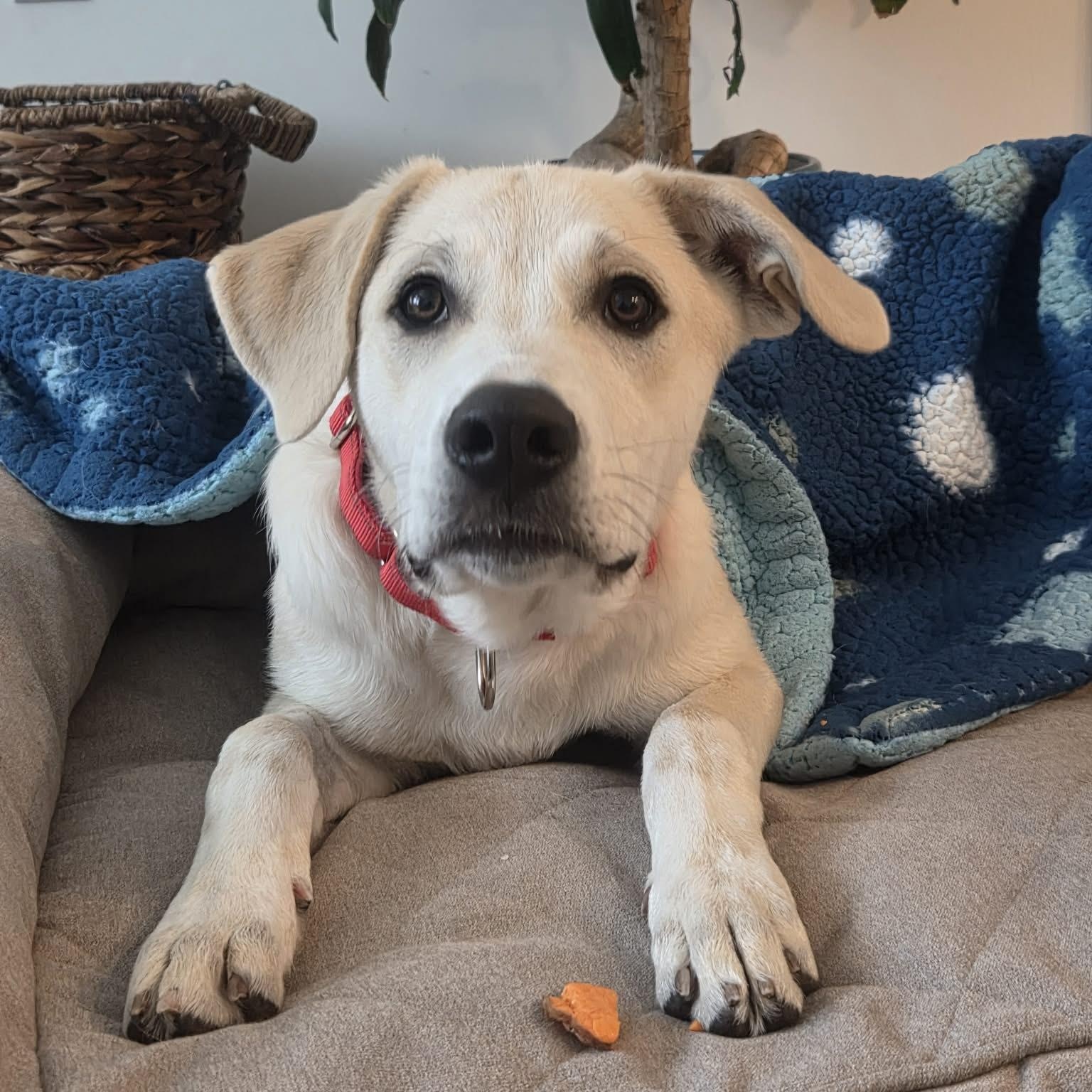 Enlarge Eddie, a ADOPTABLE mixed breed in Brentwood, TN image 1/5