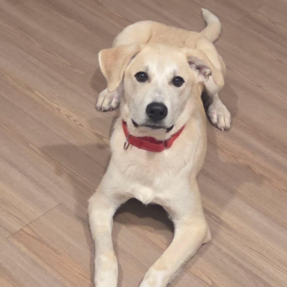 Enlarge Eddie, a ADOPTABLE mixed breed in Brentwood, TN image 4/5