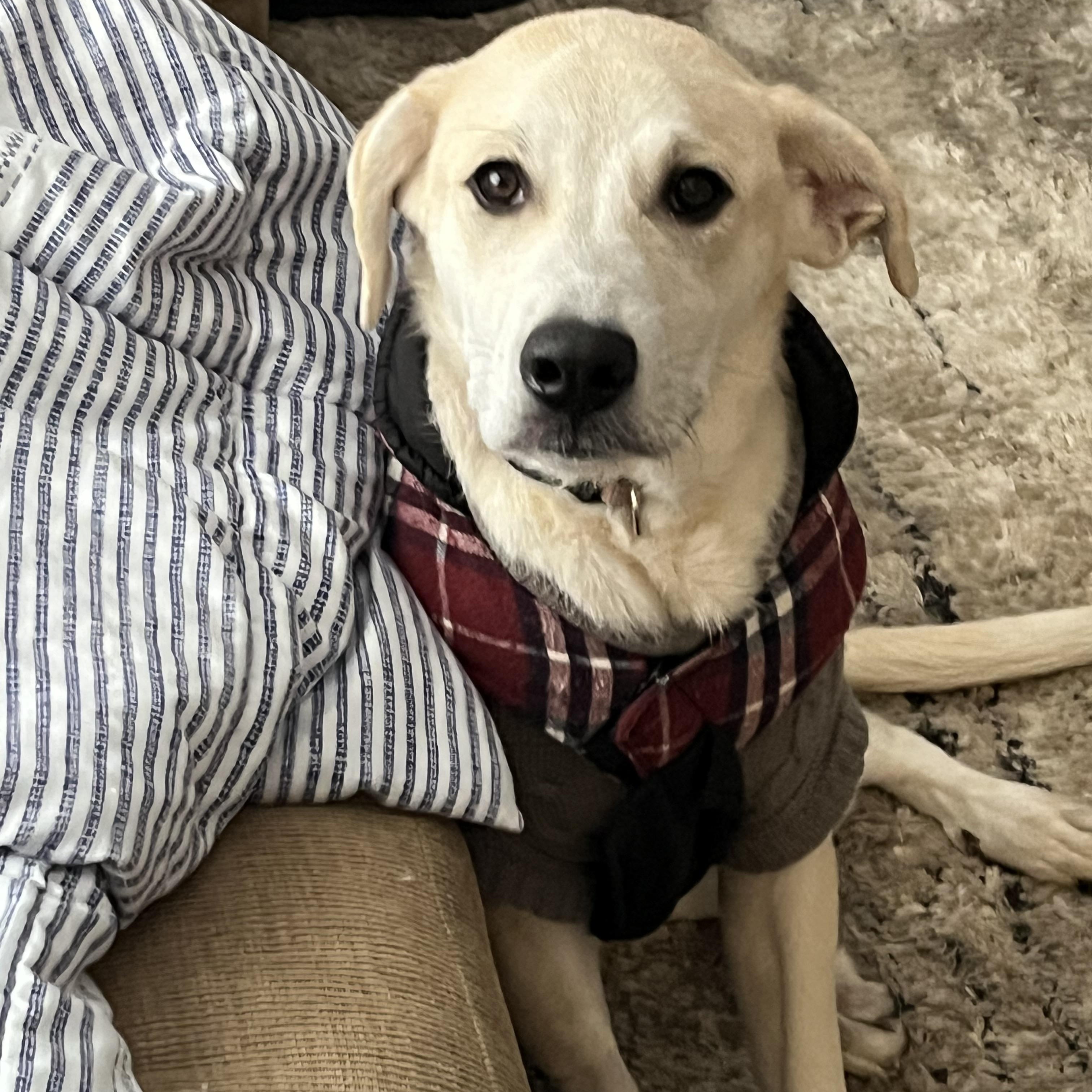 Enlarge Eddie, a ADOPTABLE mixed breed in Brentwood, TN image 5/5