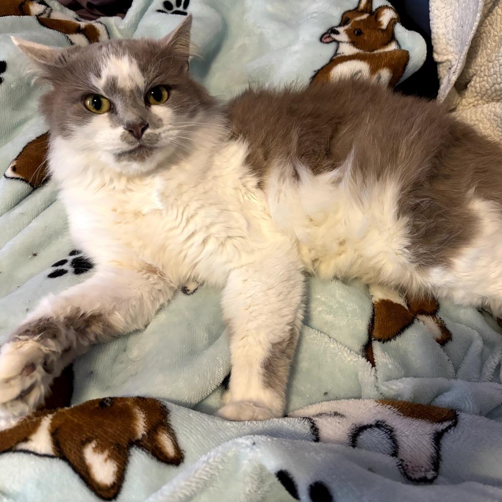 Ruby, Adoptable, Young Female Domestic Long Hair.