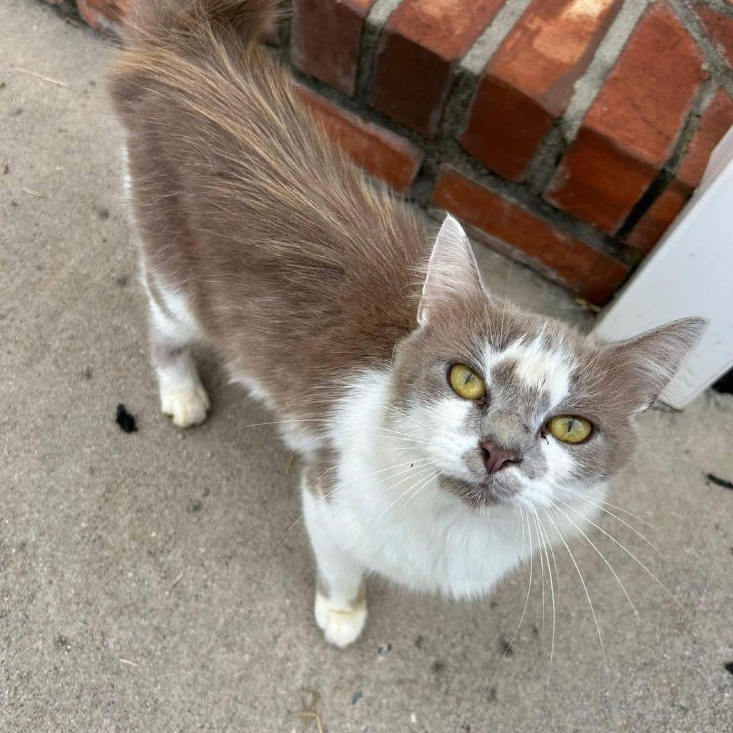 Enlarge Ruby, a Adoptable Domestic Long Hair in HUNTERSVILLE, NC image 2/6