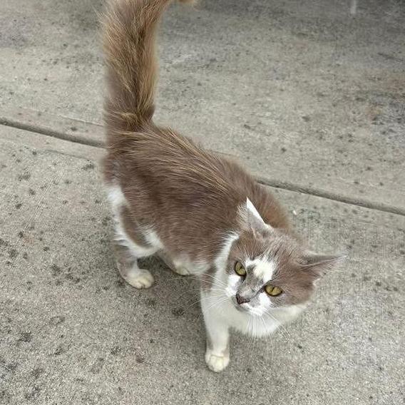 Enlarge Ruby, a Adoptable Domestic Long Hair in HUNTERSVILLE, NC image 3/6