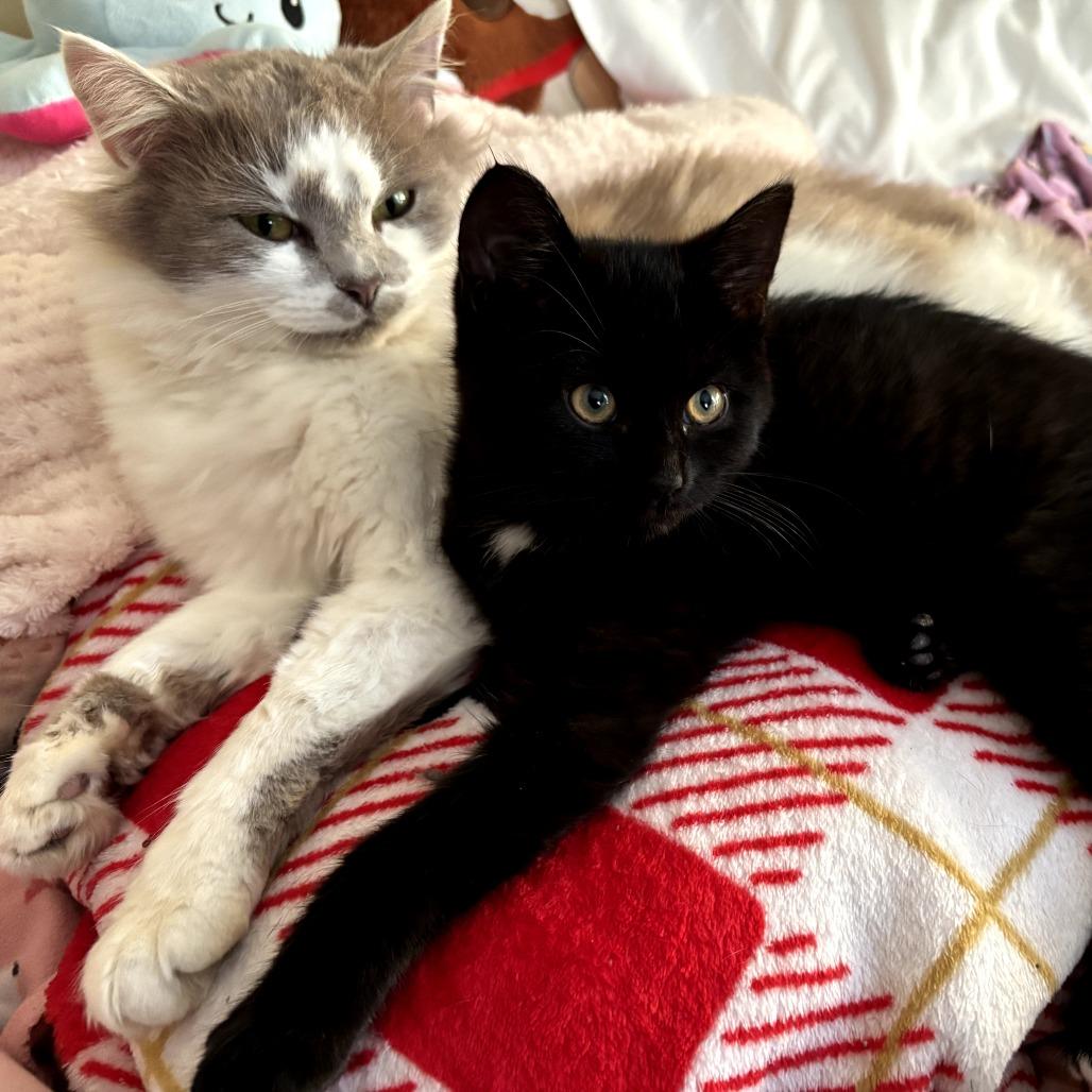 Enlarge Ruby, a Adoptable Domestic Long Hair in HUNTERSVILLE, NC image 5/6