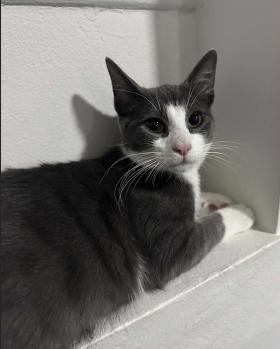 Enlarge Titan, a ADOPTABLE mixed breed in Escondido, CA image 1/2