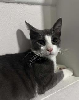 Enlarge Titan, a ADOPTABLE mixed breed in Escondido, CA image 2/2