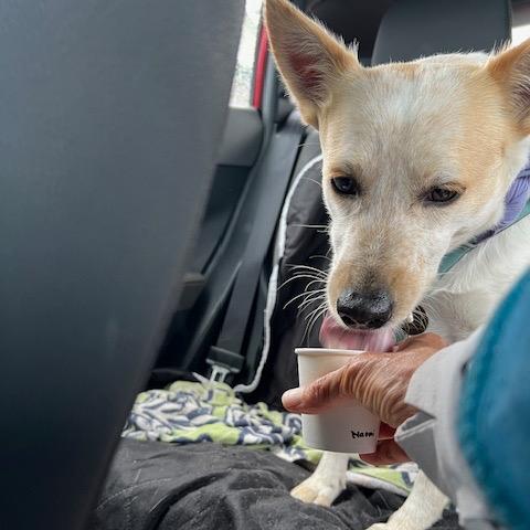 Kylie, a Adoptable Mixed Breed in Kailua Kona, HI image 2/5