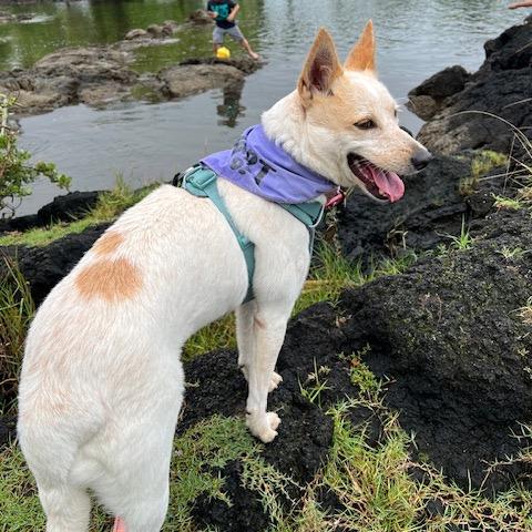 Kylie, a Adoptable Mixed Breed in Kailua Kona, HI image 4/5