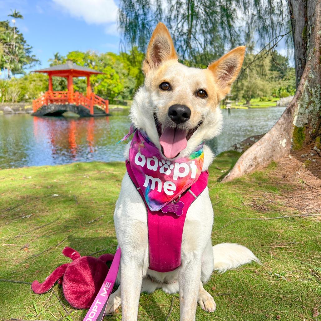 Kylie, a Adoptable Mixed Breed in Kailua Kona, HI image 5/5