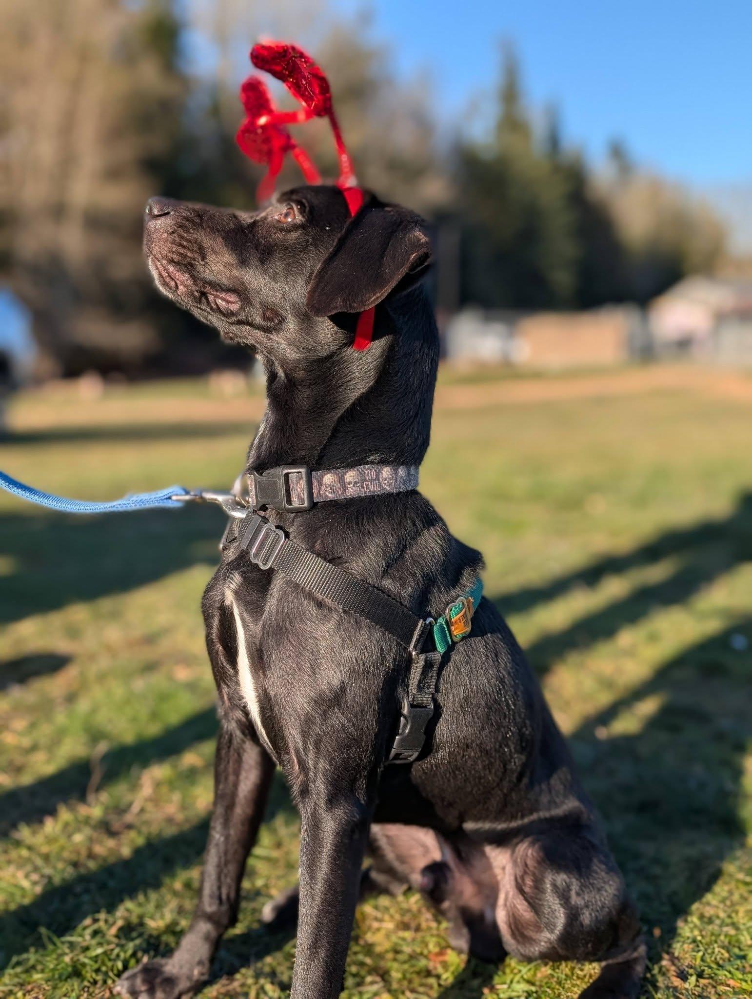 Enlarge Crowley, an adopted mixed breed in Bellingham, WA image 3/6