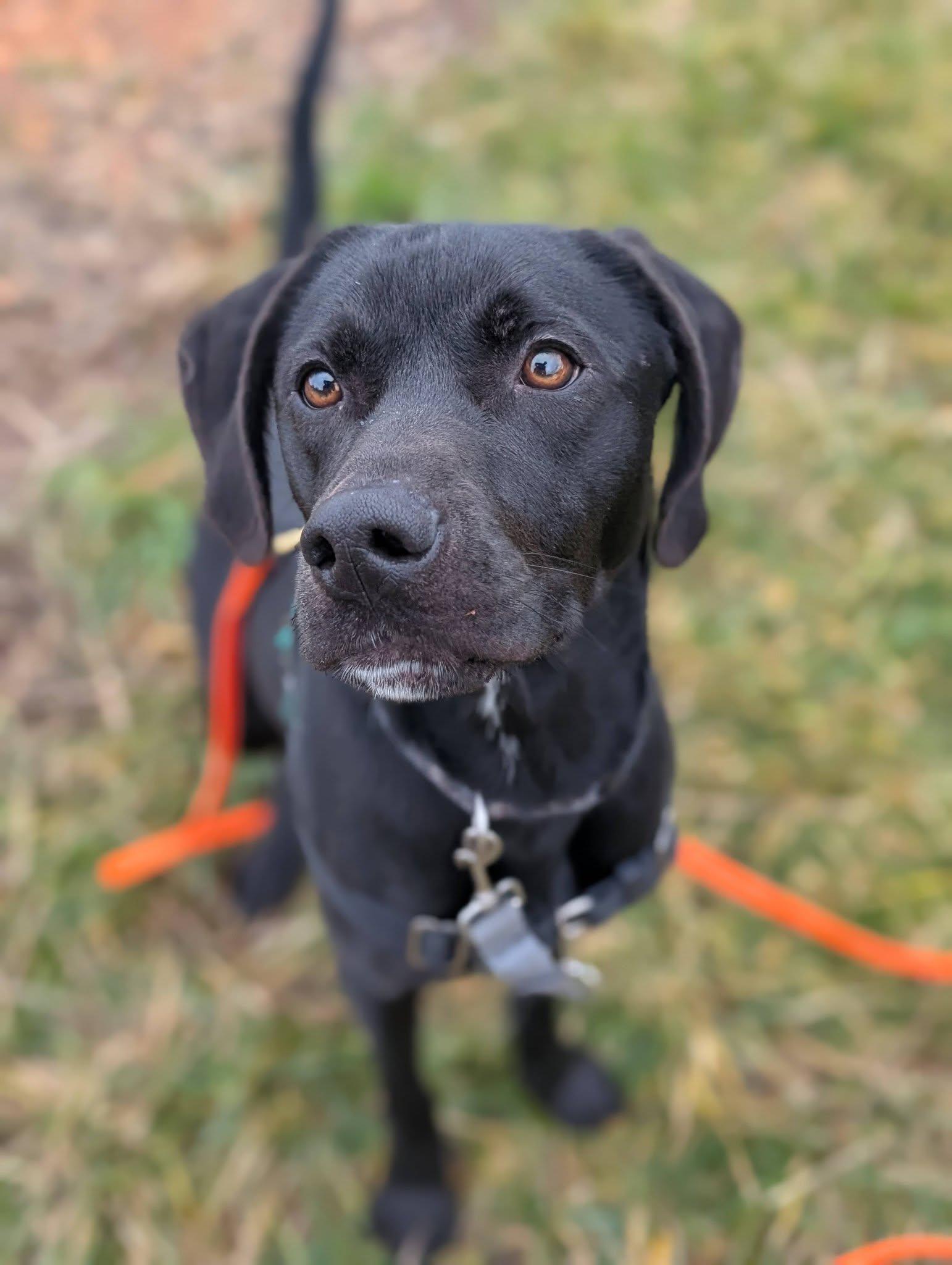 Enlarge Crowley, an adopted mixed breed in Bellingham, WA image 5/6