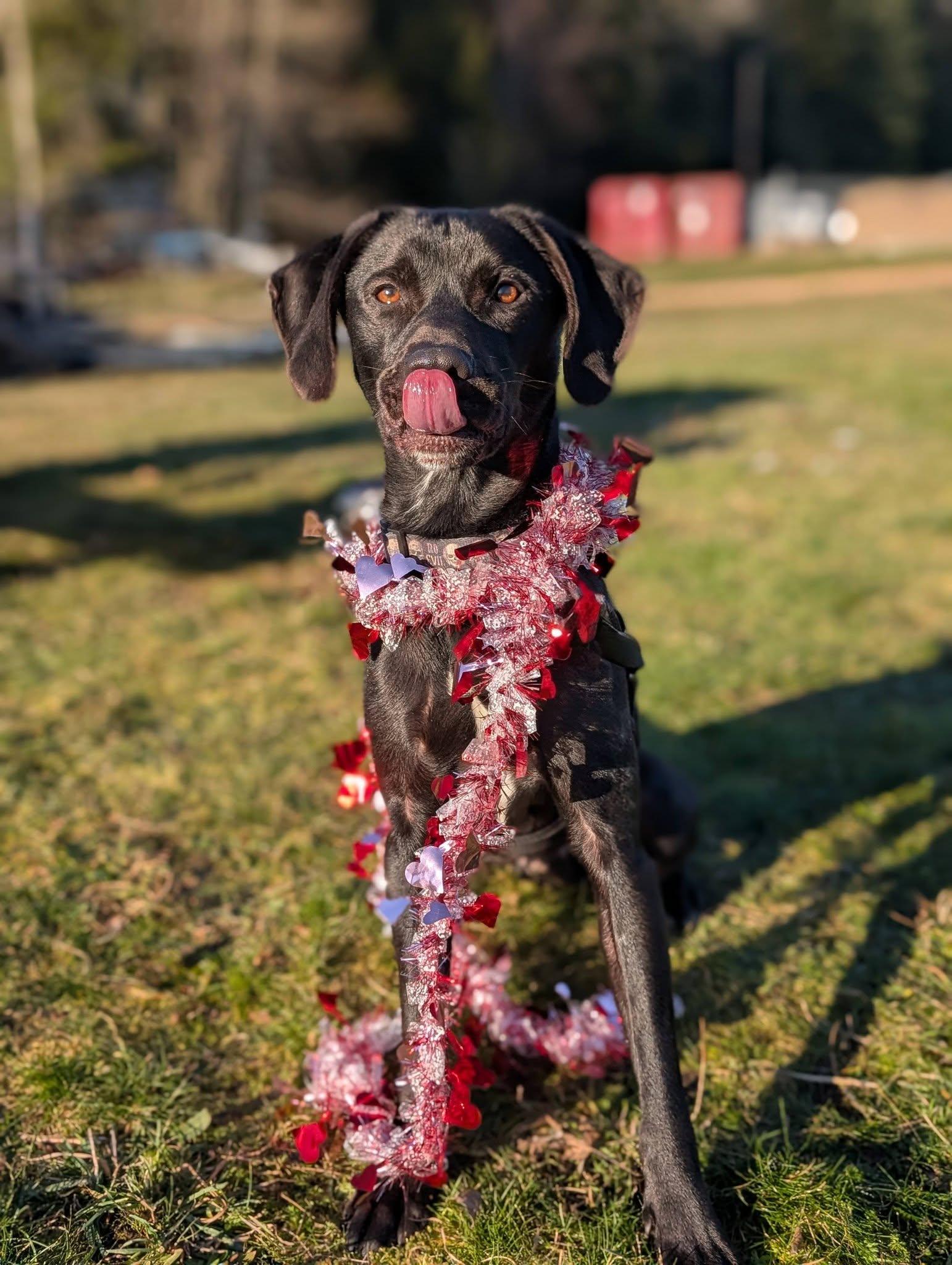 Enlarge Crowley, an adopted mixed breed in Bellingham, WA image 2/6