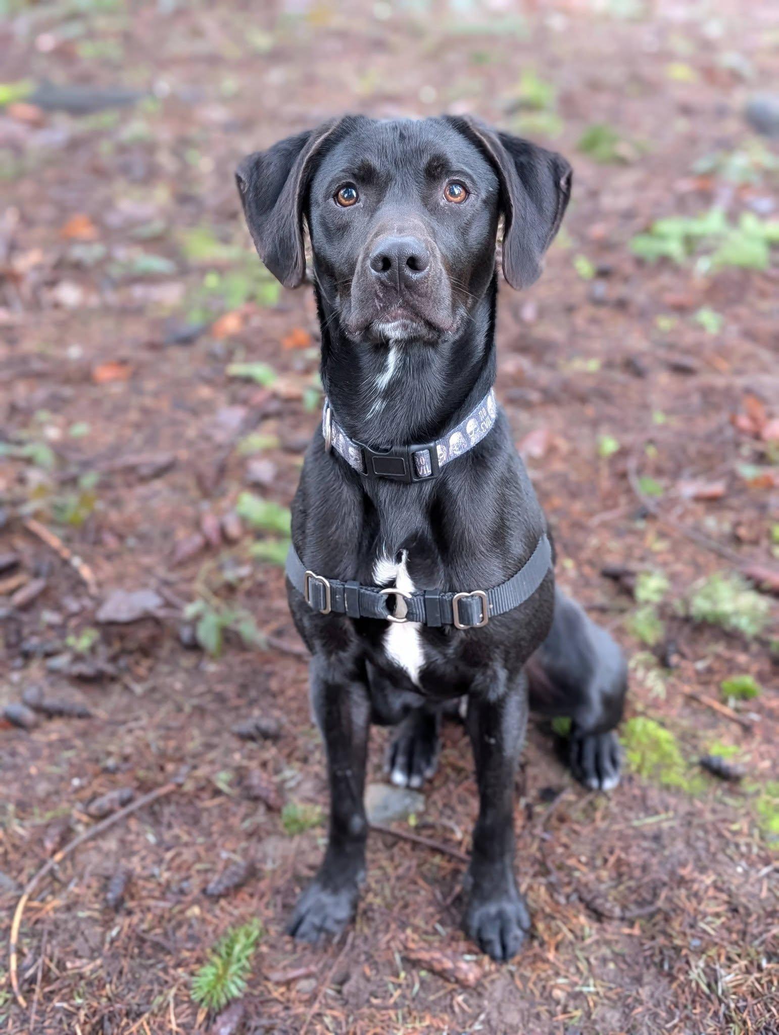 Enlarge Crowley, an adopted mixed breed in Bellingham, WA image 4/6