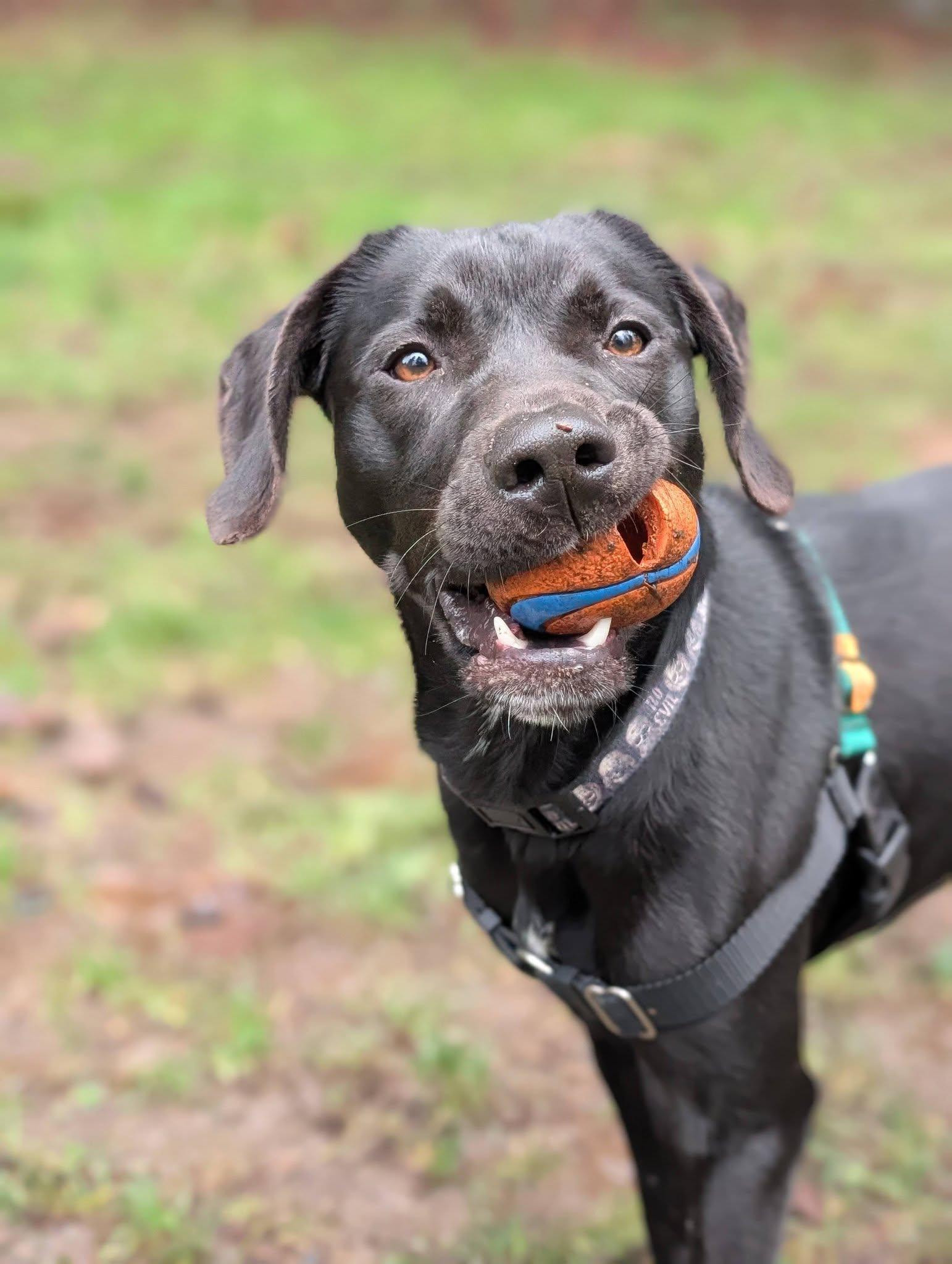 Enlarge Crowley, an adopted mixed breed in Bellingham, WA image 6/6