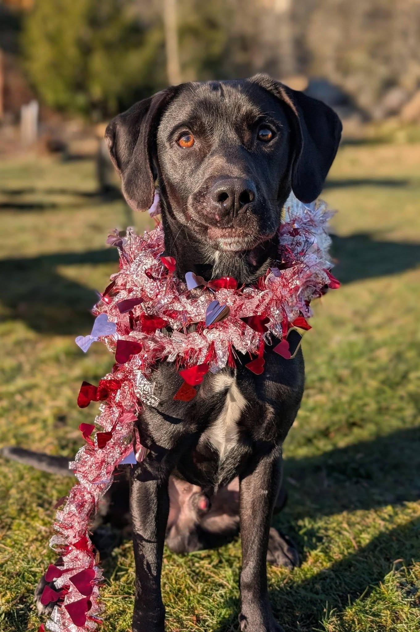 Enlarge Crowley, an adopted mixed breed in Bellingham, WA image 1/6