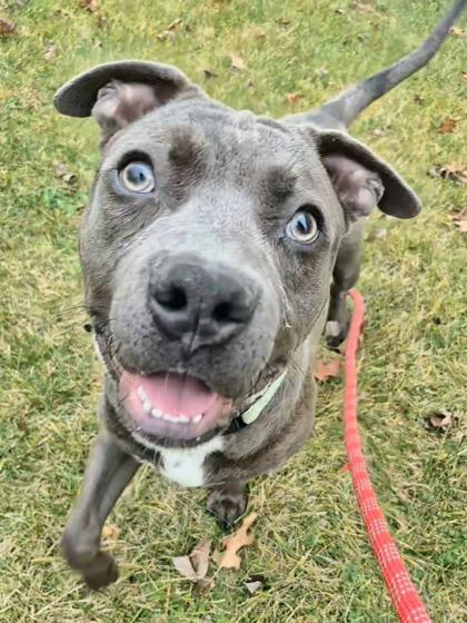 Howdy, Adoptable, Adult Male Weimaraner & American Bulldog.