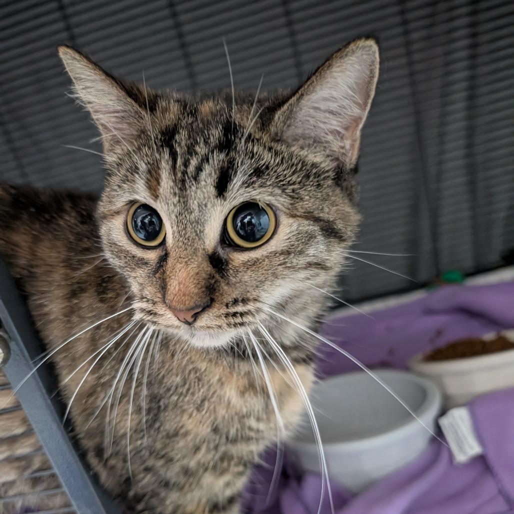 Enlarge Pudding, a Adoptable Domestic Short Hair in Blair, WI image 2/3