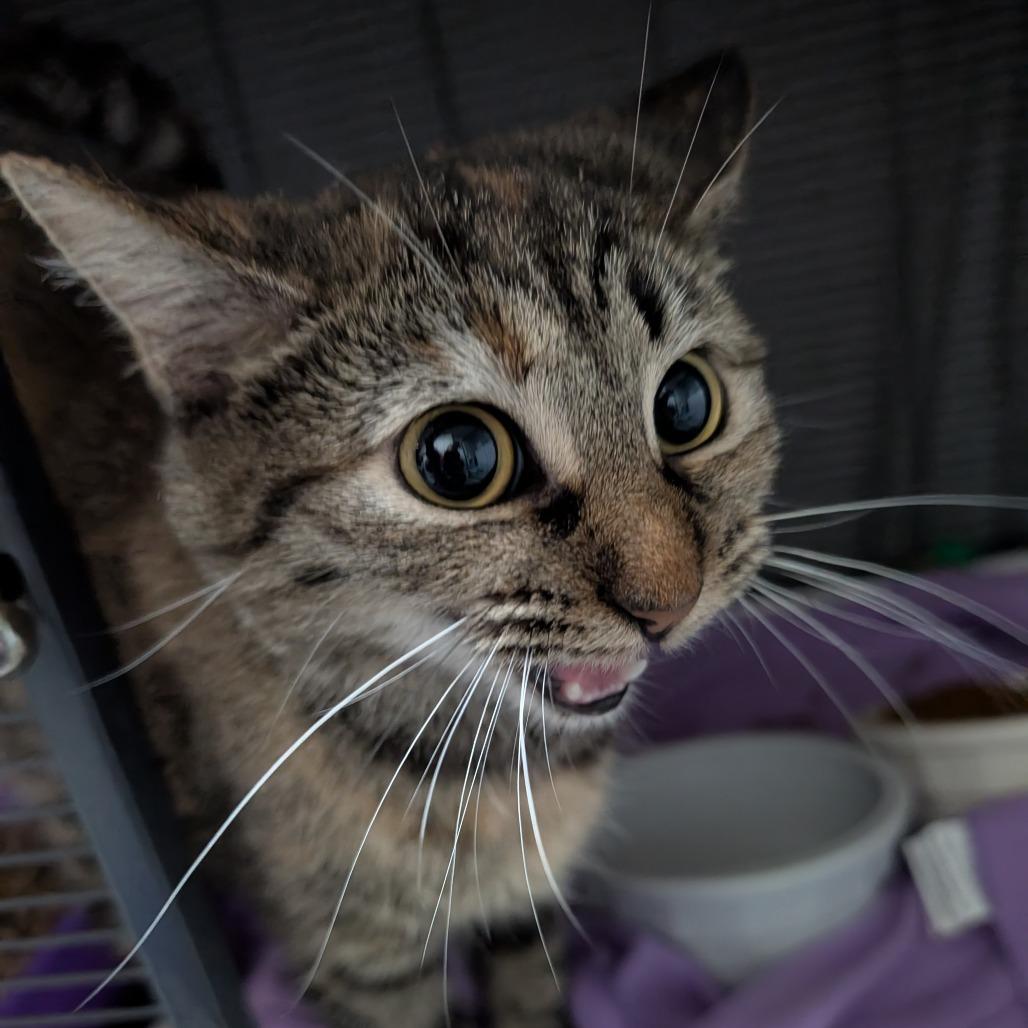 Enlarge Pudding, a Adoptable Domestic Short Hair in Blair, WI image 3/3