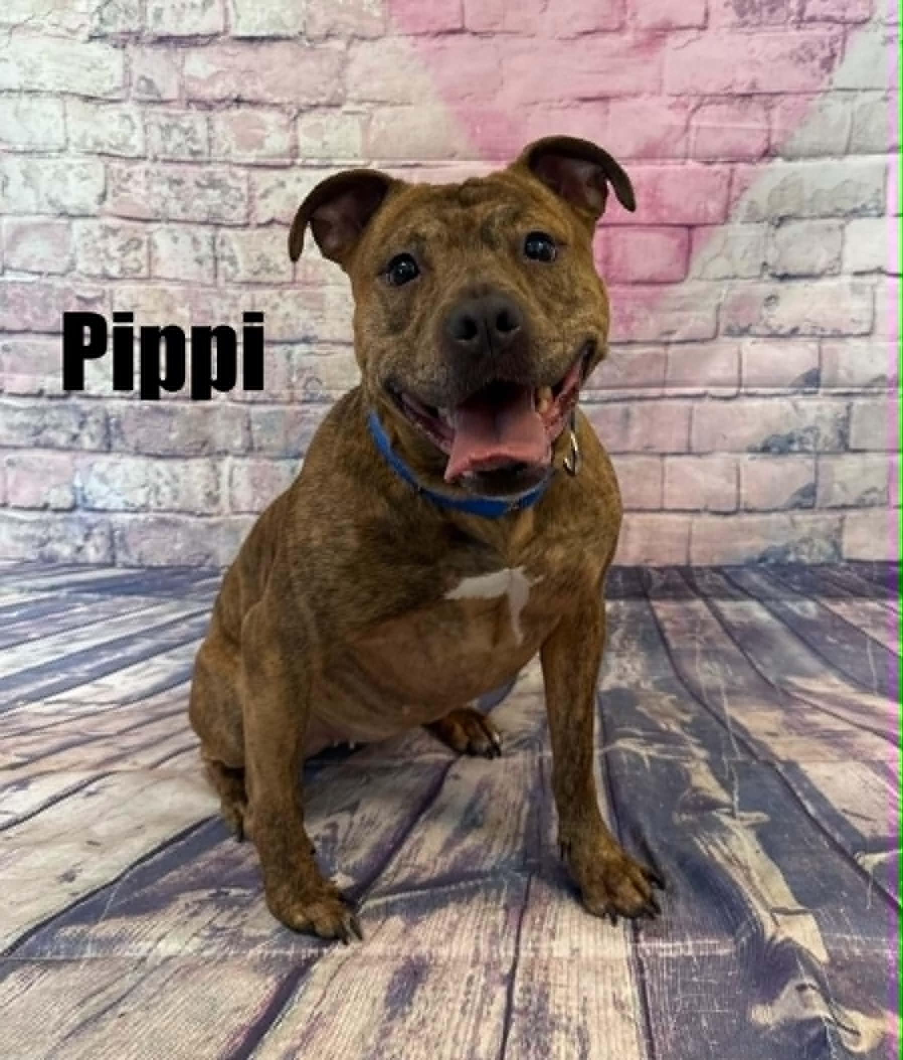 Pippi, an adoptable mixed breed in Quincy, MI image 3/4
