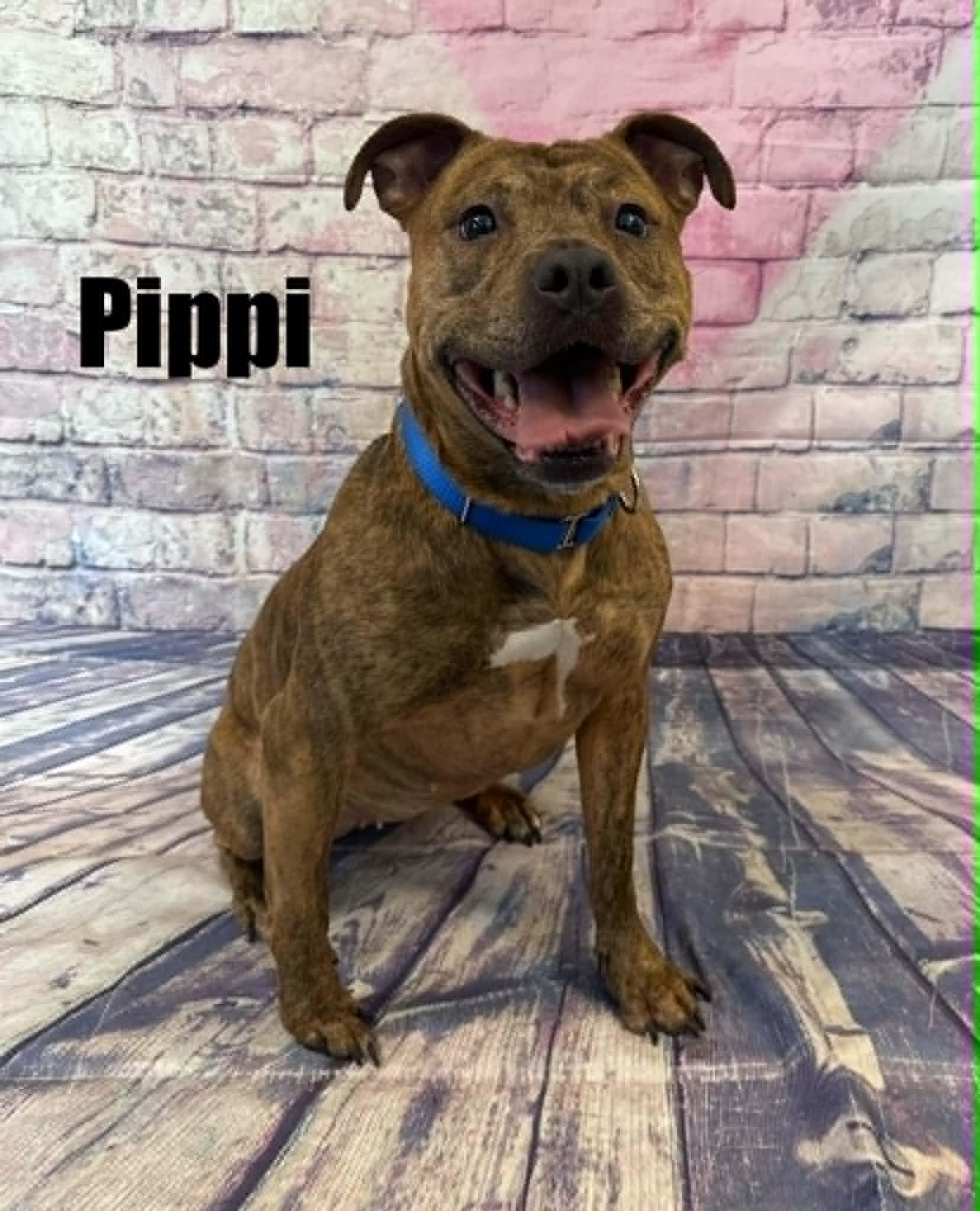 Pippi, an adoptable mixed breed in Quincy, MI image 2/4