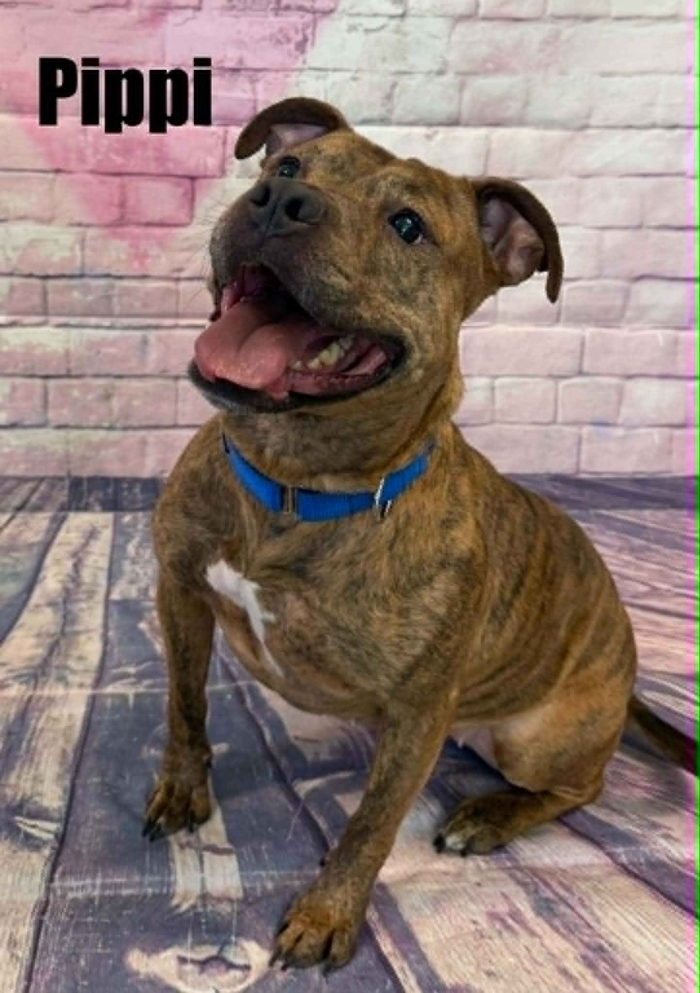 Pippi, an adoptable mixed breed in Quincy, MI image 1/4