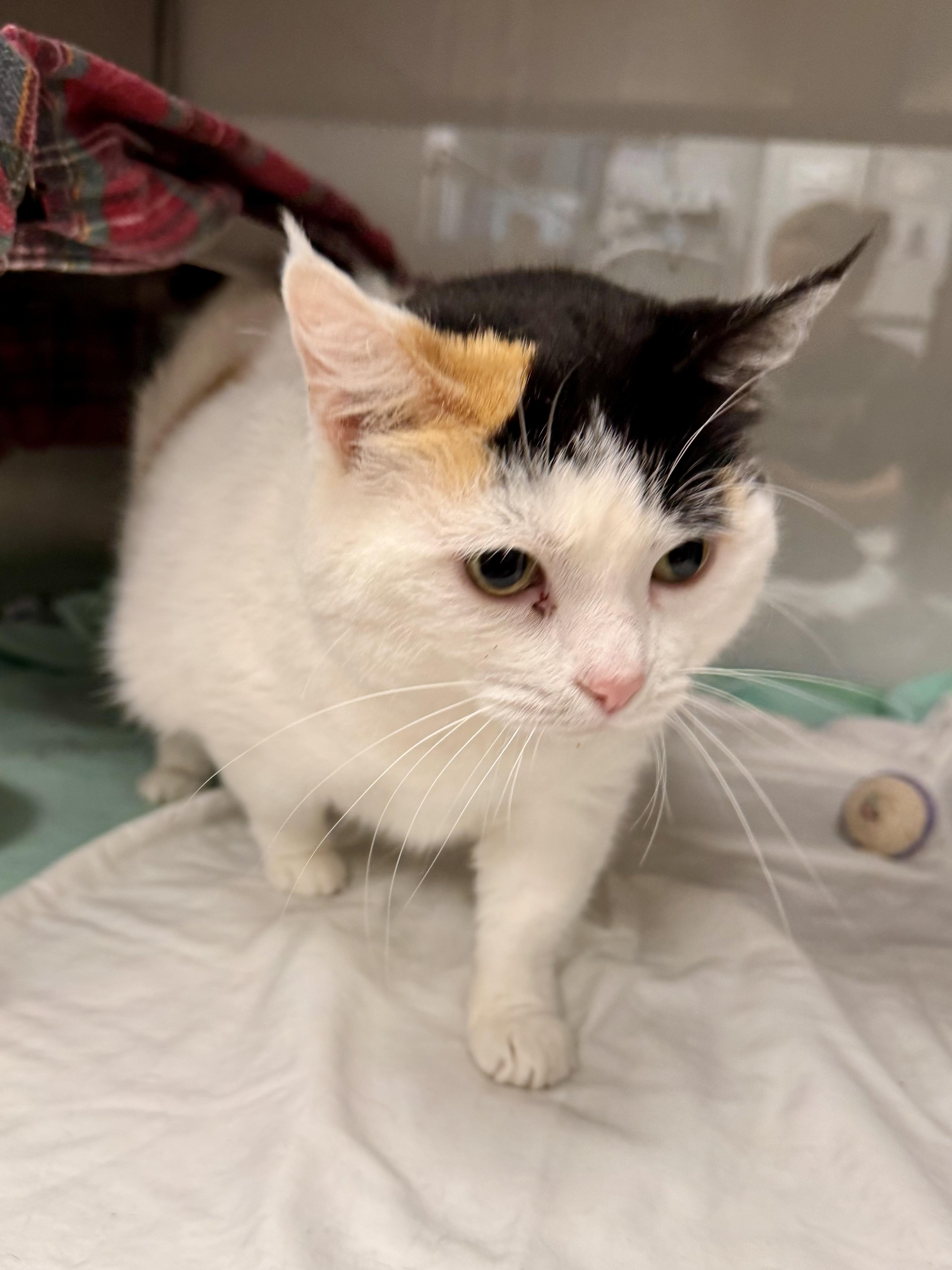 Stella, an adopted Domestic Short Hair in Midland, MI image 3/3