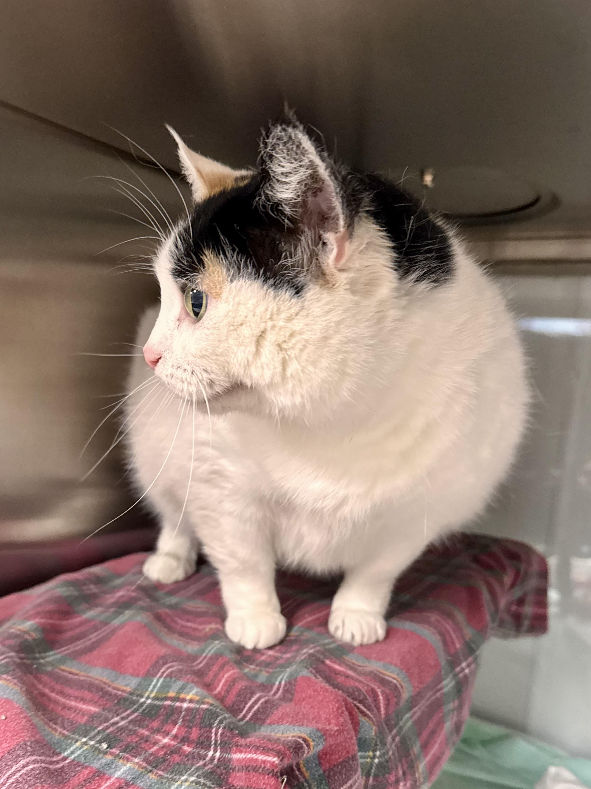 Stella, an adopted Domestic Short Hair in Midland, MI image 2/3