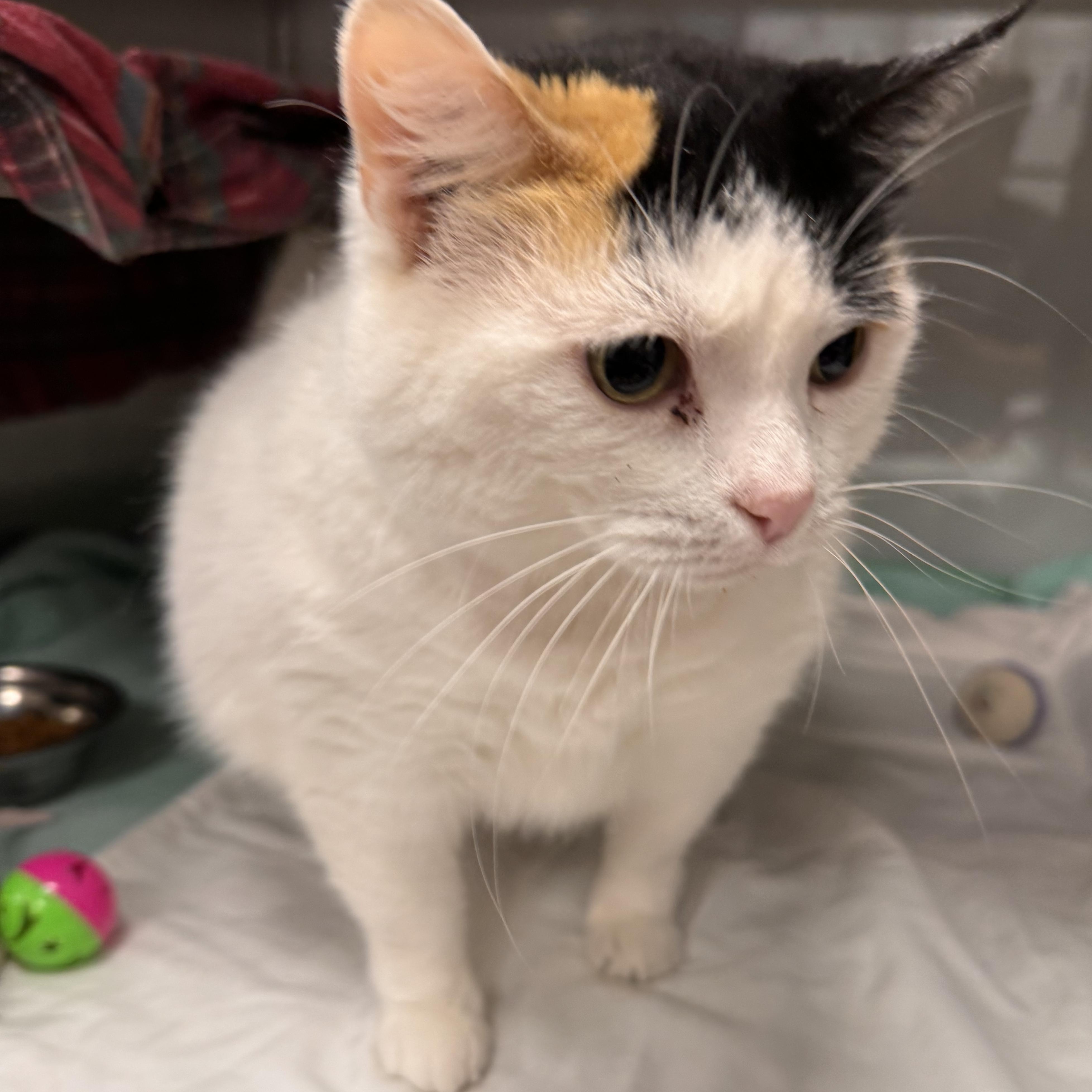 Stella, adopted, Senior Female Domestic Short Hair.