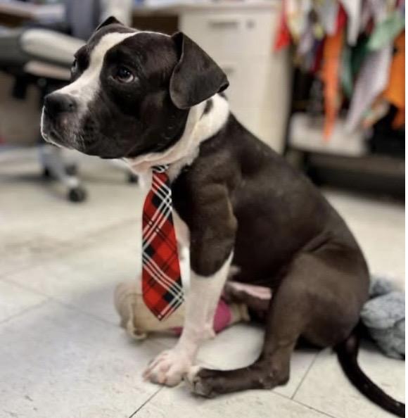 Tugger, ADOPTABLE, Adult Male Pit Bull Terrier.