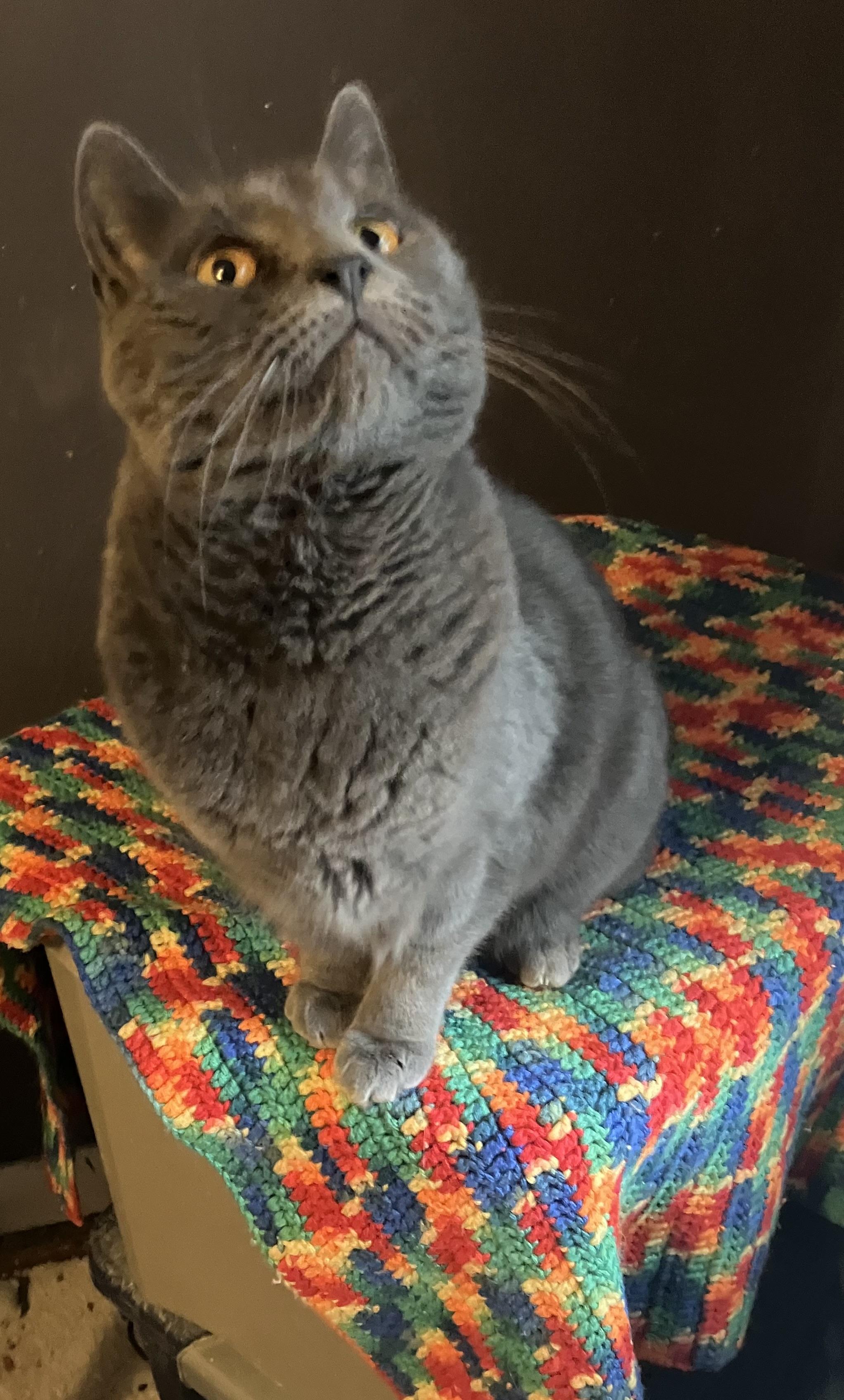 Smokey, Adopted, Adult Female Russian Blue.