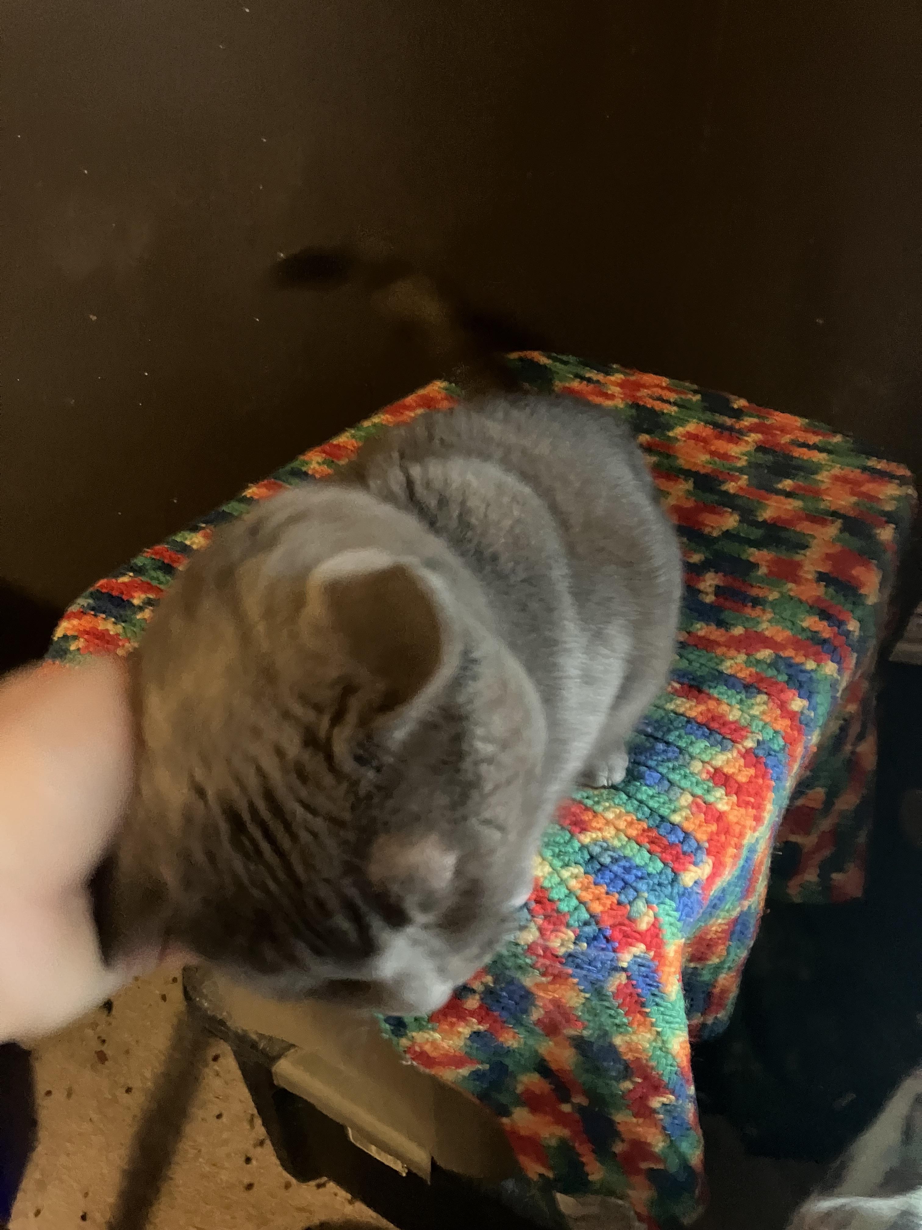 Enlarge Smokey, a Adopted mixed breed in Columbus , OH image 2/3