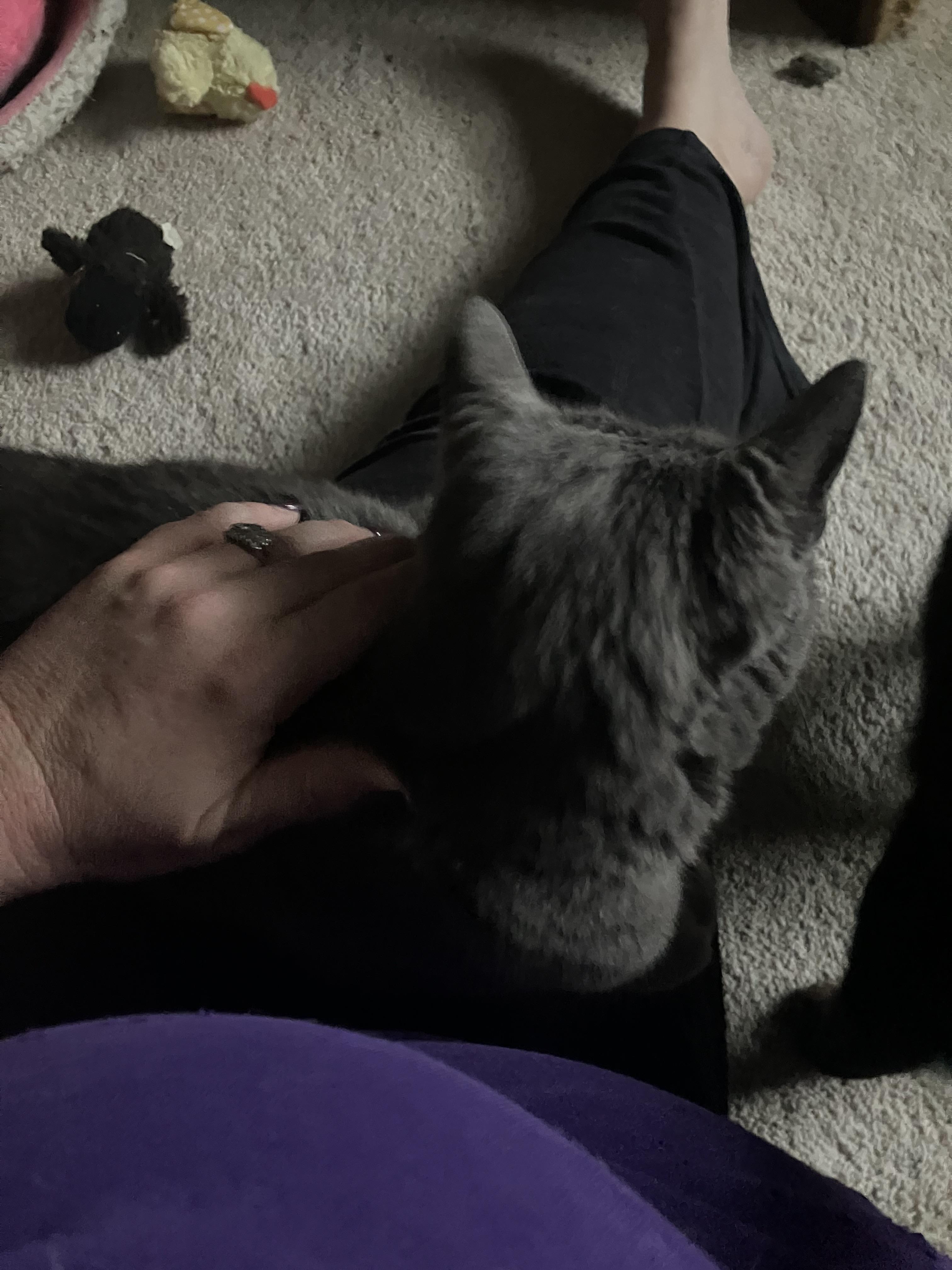 Enlarge Smokey, a Adopted mixed breed in Columbus , OH image 3/3