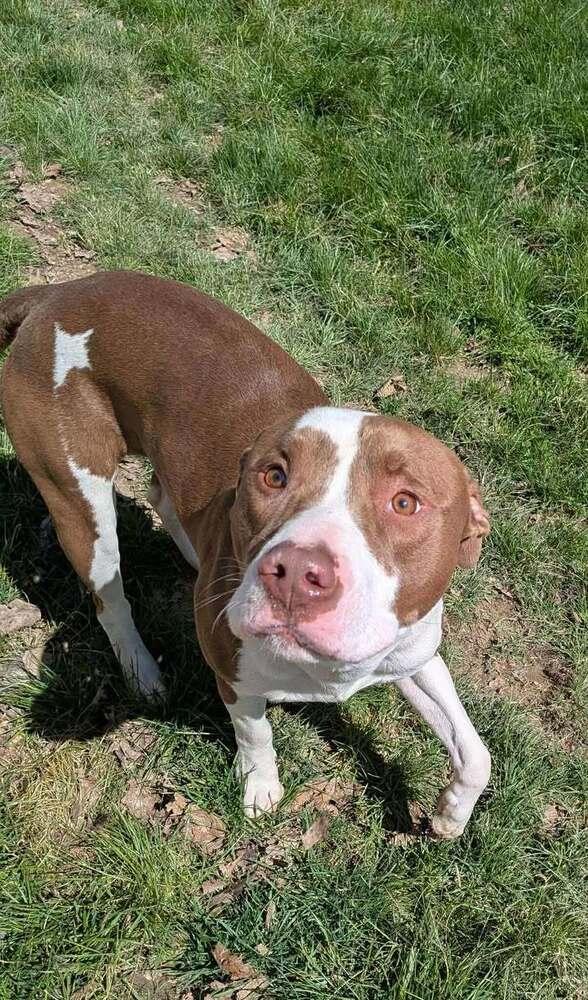 Snickers, Adoptable, Young Male Pit Bull Terrier.