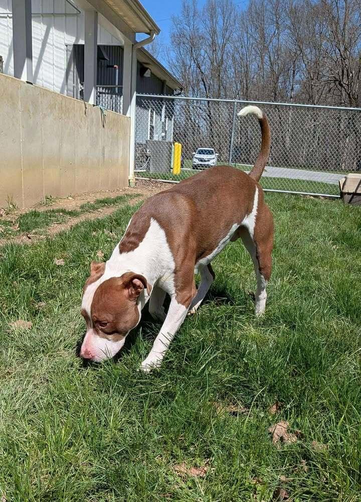 Enlarge Snickers, a Adoptable Pit Bull Terrier in Hillsboro, OH image 2/3