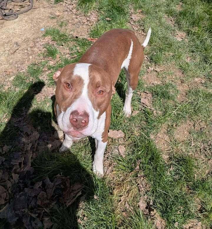 Enlarge Snickers, a Adoptable Pit Bull Terrier in Hillsboro, OH image 3/3