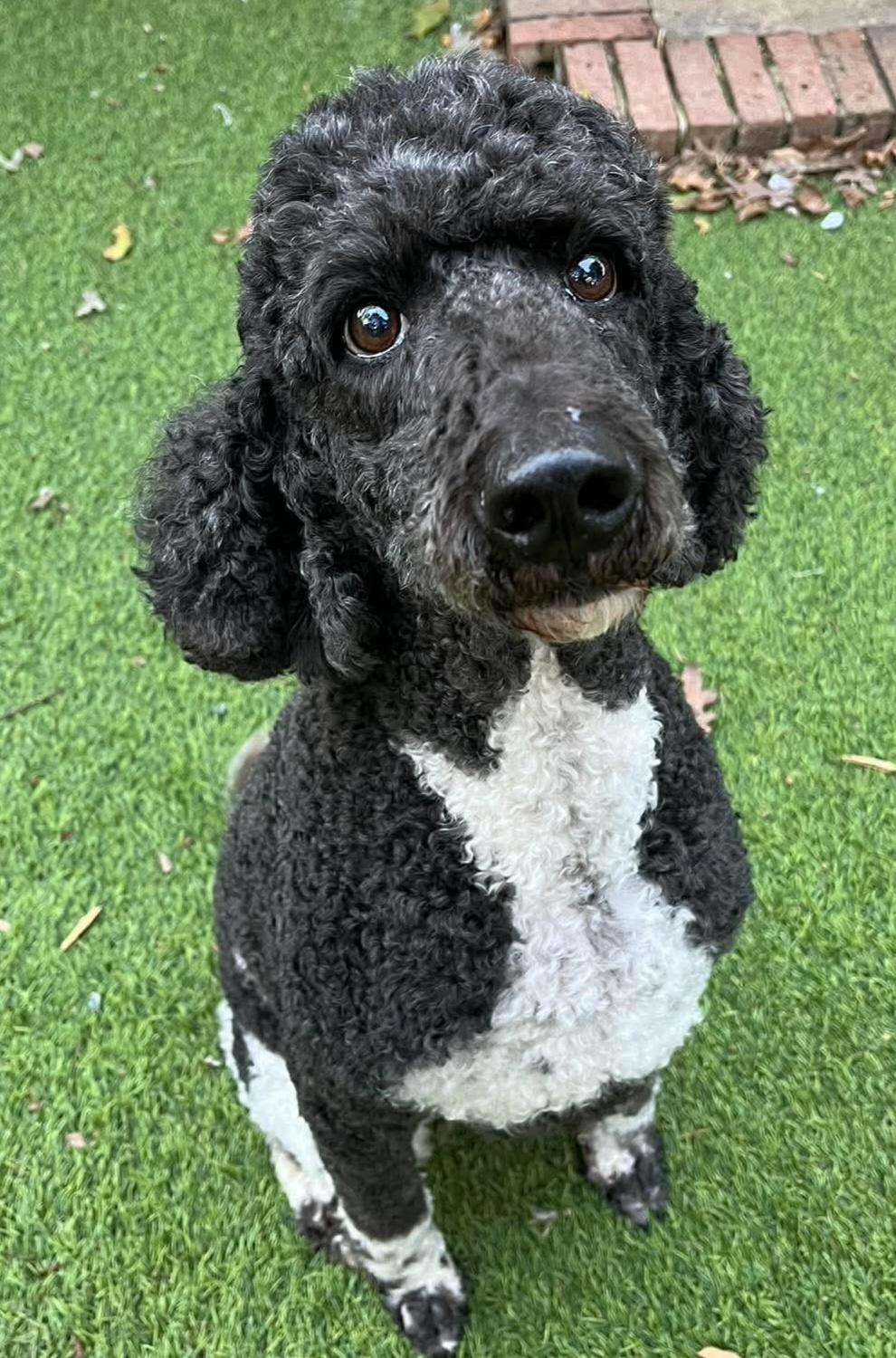 Matilda, Adoptable, Adult Female Poodle.
