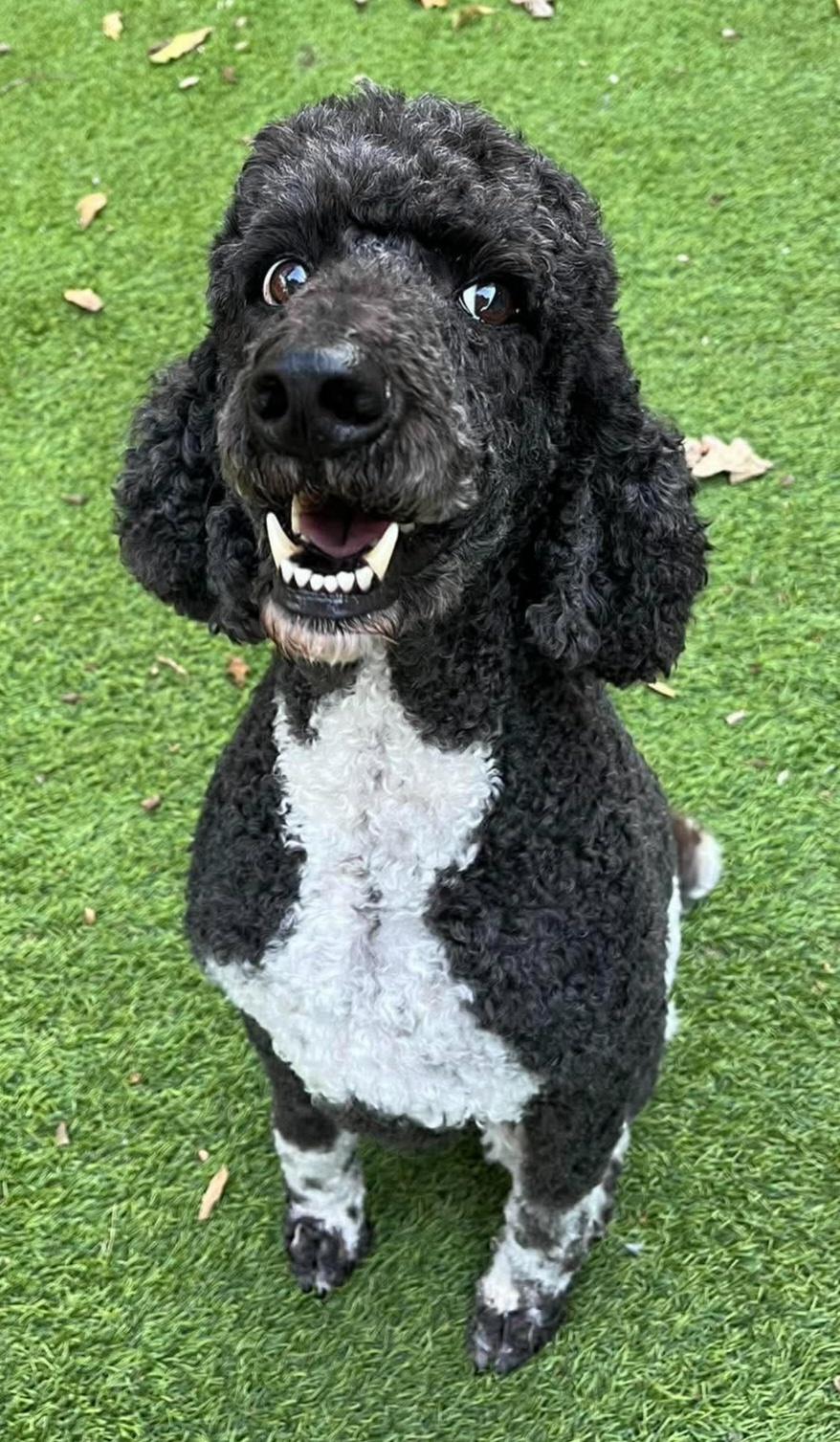 Enlarge Matilda, a Adoptable Poodle in Cochran, GA image 2/3
