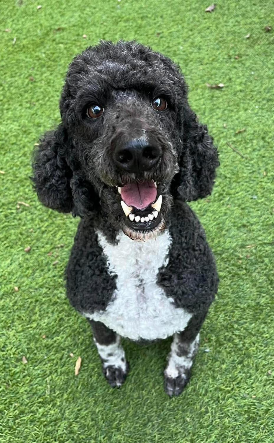 Enlarge Matilda, a Adoptable Poodle in Cochran, GA image 3/3