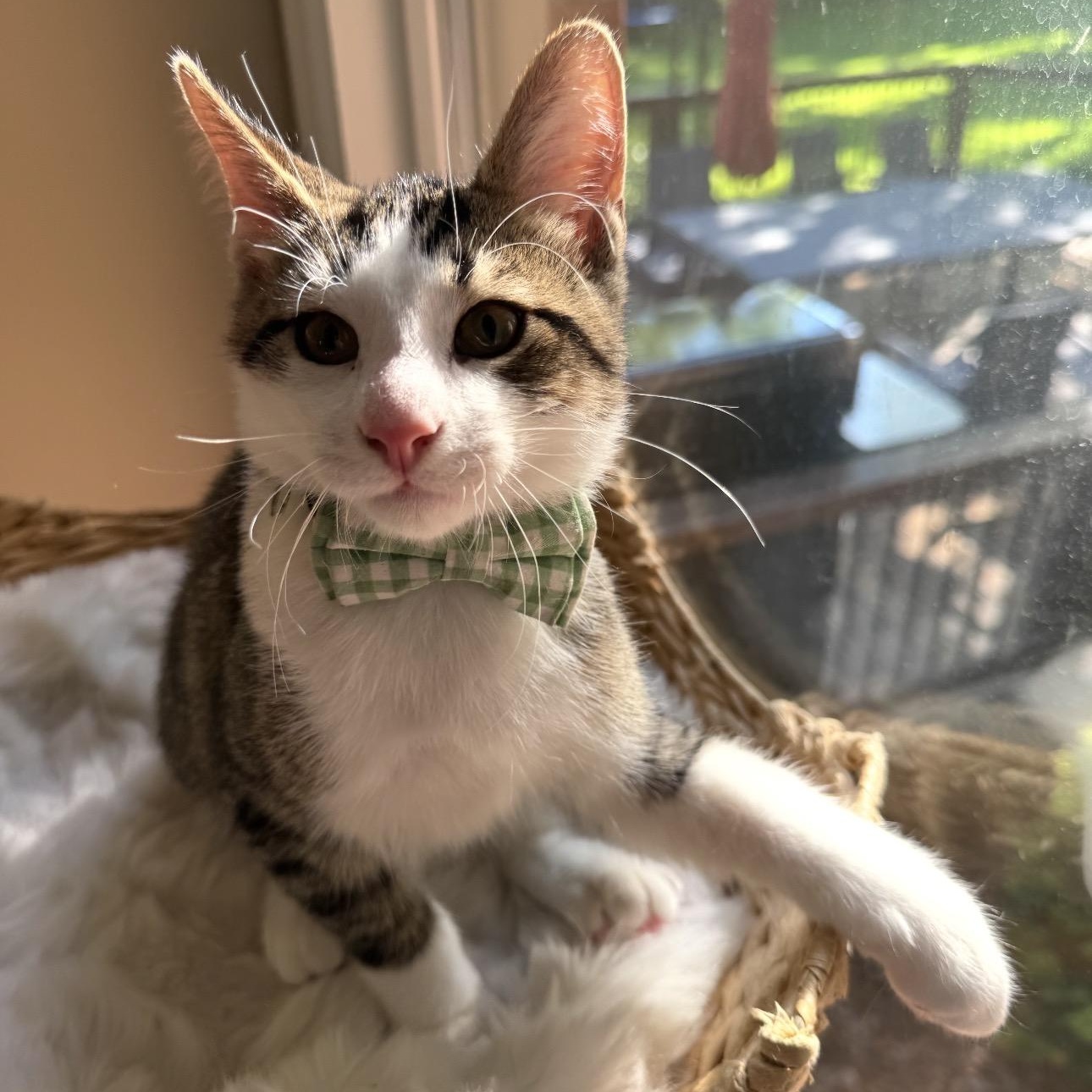 Shawn, a Adoptable mixed breed in Rochester Hills, MI image 2/5