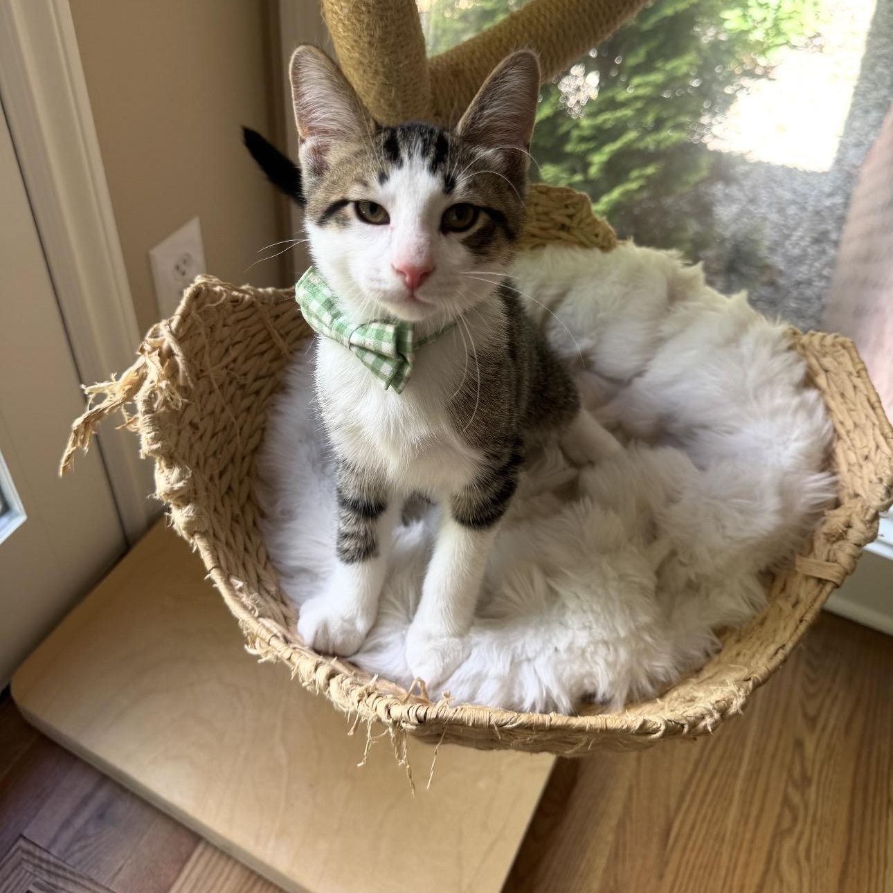 Shawn, Adoptable, Kitten Male Domestic Short Hair & Tabby.